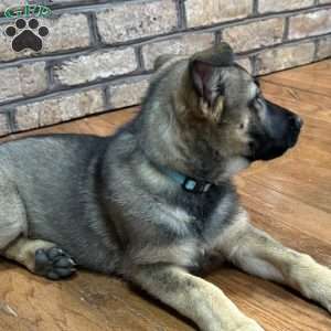 Phoenix, German Shepherd Puppy